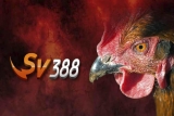 Sv388 đá gà trực tiếp – Khu vực cá cược hấp dẫn hơn lời đồn